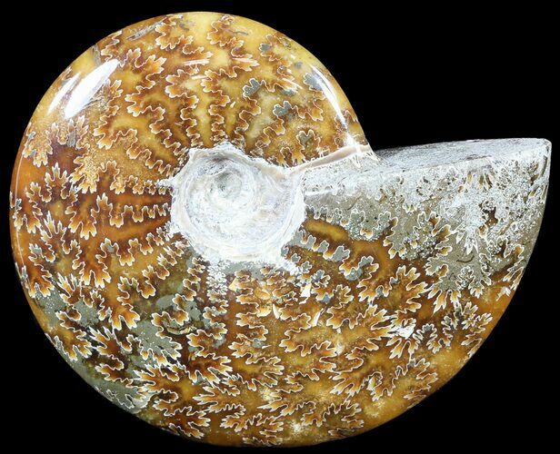 Polished, Agatized Ammonite (Cleoniceras) - Madagascar #54734